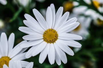 Obraz premium Wild daisy flowers growing on meadow. Meadow with lots of white and pink spring daisy flowers. panoramic spring web banner.