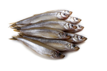 Smelt fishes