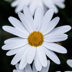Wild daisy flowers growing on meadow. Meadow with lots of white and pink spring daisy flowers. panoramic spring web banner.