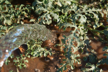 irrigated crops with crystalline water