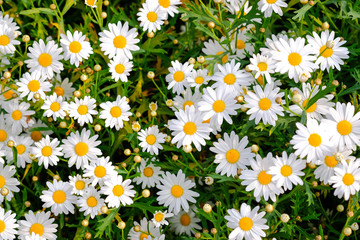 Wild daisy flowers growing on meadow. Meadow with lots of white and pink spring daisy flowers. panoramic spring web banner.