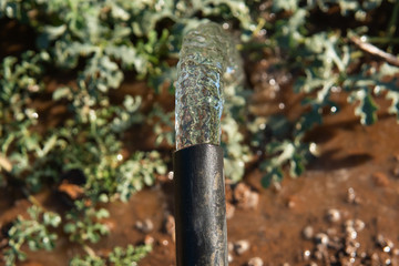 irrigated crops with crystalline water leaving the black hose