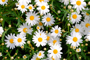 Fototapeta premium Wild daisy flowers growing on meadow. Meadow with lots of white and pink spring daisy flowers. panoramic spring web banner.