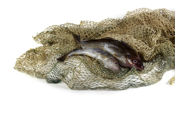 Saffron cod on net
