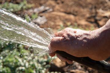 water coming out of hose to water crop man hand watering crop
