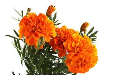 Marigolds