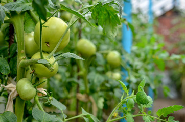 Green unripe tomatoes in the green house.Selective focus