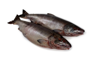 Chum salmons