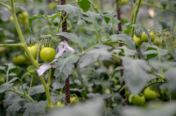 Green unripe tomatoes in the green house.Selective focus