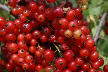 Growing red currant