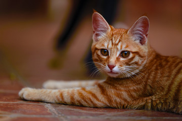 Close up of an orange domestic cat