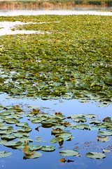 Reed plants and water lily leaves at the lake. Large flat leaves of water lilies are on the surface of the lake water