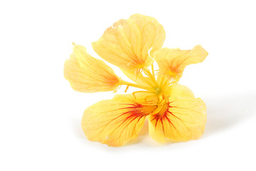 Obraz na płótnie Canvas Nasturtium flower