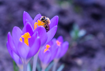 Fototapeta premium A bee collects pollen on a delicate crocus flower.