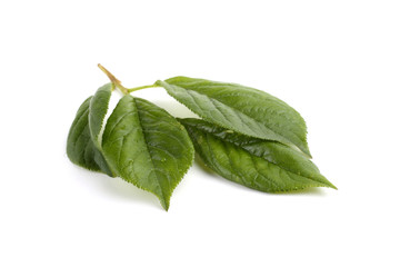 Obraz premium Plum leaves