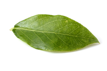 Obraz premium Blueberry leaf