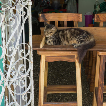 Cat relaxing on wooden chair, Havana, Cuba
