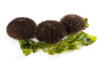 Gray sea urchins on alga