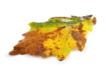 Naklejka premium Autumn oak leaf