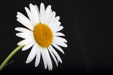 White chamomile on black background