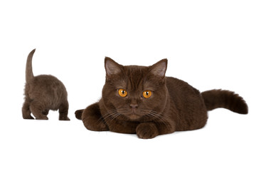 Female British Shorthair cat with kitten in chocolate against white background
