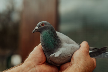 pigeons birds flying or standing agains the sky with a man holding tham.
