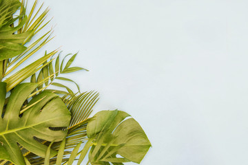 Tropical green leaves palm. Summer background