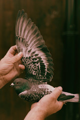 a man holds a pigeon in his hand with his wings extended