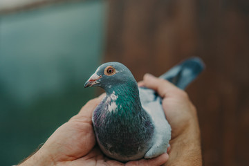pigeons birds flying or standing agains the sky with a man holding tham.