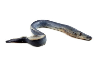 Lamprey fish. Vampire.