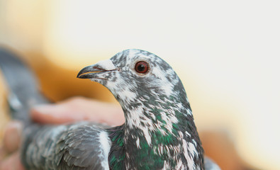 pigeons birds flying or standing agains the sky with a man holding tham.