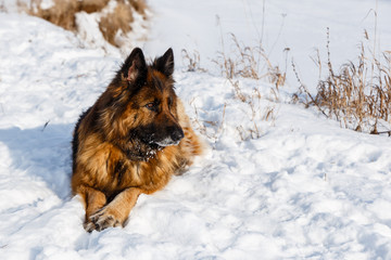 German shepherd dog lies in the snow on the river.