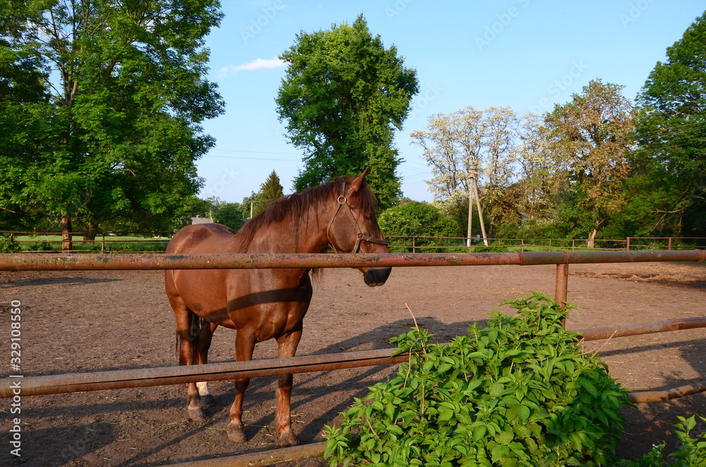 Wall mural portrait of a brown horse in a horse corral at summer