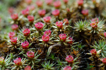Blooming spring moss. Beautiful moss in April. Awakening of nature in the spring.