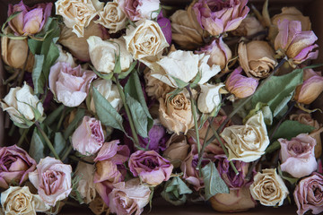 Background of dried roses and buds of different colors. The herbarium of roses.