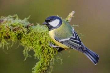 great tit