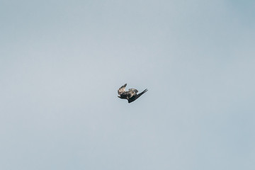 Belarus, Europe. Wild Bird Common Raven - Corvus Corax In Flight