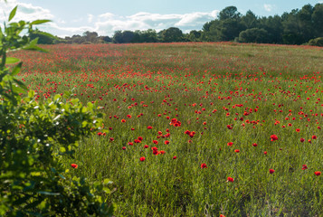 Obraz premium landscape with poppies