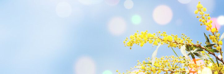 Spring background with blossom