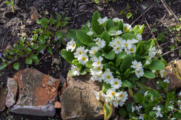 Flower bed and green plants near a orange brick fence. White flowers bloom in spring. Close up. Top view. Copy space