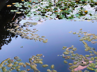 View of a pond with leaves in a city botanical garden