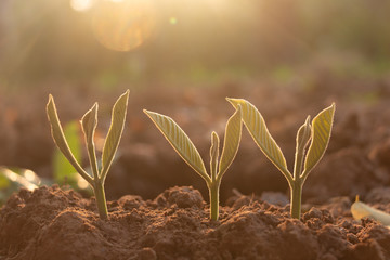 Growing plant,Young plant in the morning light on ground background, New life concept.Small plants on the ground in spring.fresh,seed,Photo fresh and Agriculture  concept idea.