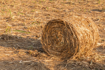  sugarcane straw on the field or biomass from trash