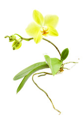 Beautiful orchid. Branch with a yellow flower, buds, leaves and aerial roots isolated on a white background.