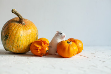 Delicious orange pumpkins for a healthy diet and celibration of halloween with a frutty white and...