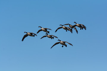 Group of Canada Geese descending towards a pond