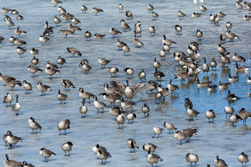 Fototapeta na wymiar Group of Canada Geese on a frozen pond