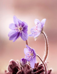 Przylaszczka - Hepatica nobilis