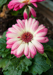 Obraz premium Pink and white daisy flower