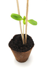 Sunflower sprout growing in a nursery pot with soil showing nice colorful green leafs on a white background